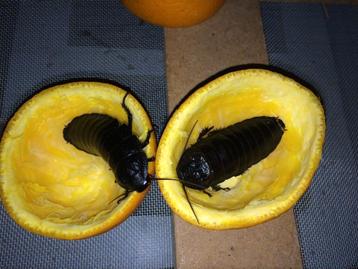 Sissende kakkerlak (gromphadorhina grandidieri black) beschikbaar voor biedingen