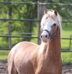Prachtige A Welsh!!!, Dressuurpony, A pony (tot 1.17m), 3 tot 6 jaar, Gechipt