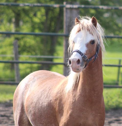 Prachtige A Welsh!!!, Dieren en Toebehoren, Pony's, Hengst, Zadelmak, A pony (tot 1.17m), Dressuurpony, 3 tot 6 jaar, Met stamboom
