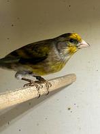 Bloemputter x kanarie mannen, Dieren en Toebehoren, Mannelijk, Wildzangvogel, Geringd