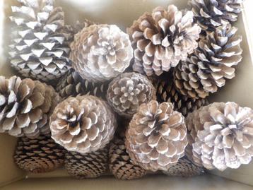 1 x 20 super super mooie grote donkere DENNENAPPELS 15cm (X) beschikbaar voor biedingen