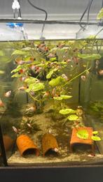 Platy, Vis, Zoetwatervis, Schoolvis