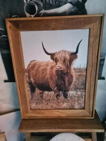 Schilderij Schotse hooglander  beschikbaar voor biedingen