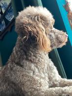 Poedel (toy dekreu)Niet te koop ), Poedel, Reu, CDV (hondenziekte), Eén hond
