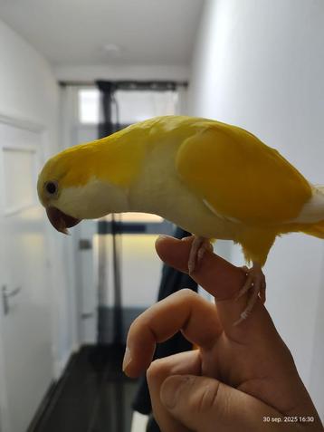 Schattige tamme muisparkiet  beschikbaar voor biedingen
