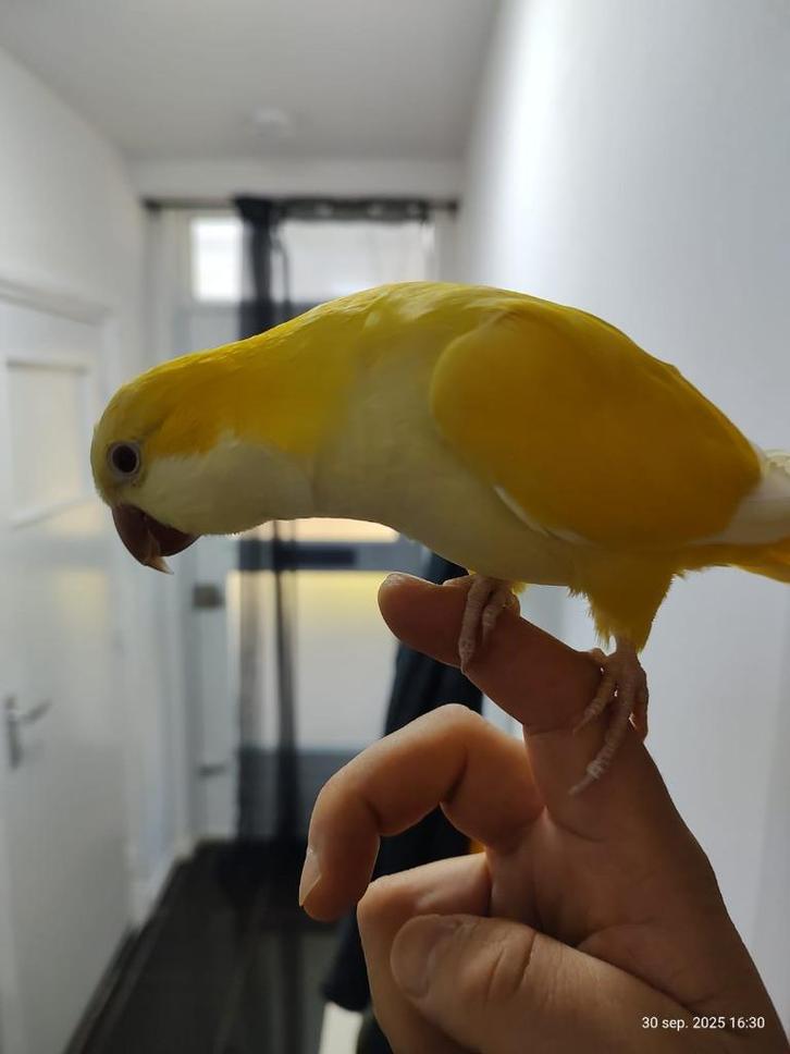 Schattige tamme muisparkiet, Dieren en Toebehoren, Vogels | Parkieten en Papegaaien, Parkiet, Mannelijk, Tam