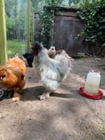 2x zijderhoen hanen kriel gratis ophalen, Dieren en Toebehoren, Pluimvee, Mannelijk, Kip
