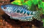 Blauwe gourami, Vis