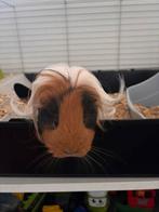 Langharig beertje, Dieren en Toebehoren, Cavia, Mannelijk, Mei, Tam