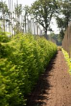 Metasequoia glyptostroboides(Chinese watercipres) te koop!, Halfschaduw, Overige soorten, 250 tot 400 cm, Bloeit niet