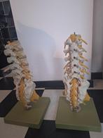 Model anatomie wervel 1x, Diversen, Schoolbenodigdheden, Ophalen of Verzenden, Zo goed als nieuw