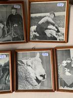 5 oude foto’s 1868 over schapen, Ophalen of Verzenden