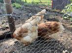 Gratis drie kippen, twee jaar oud, een nog aan de leg, Dieren en Toebehoren, Pluimvee, Vrouwelijk, Kip
