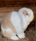 Knappe Minilop voedster blauwoog🩷, Dieren en Toebehoren, Konijnen, Vrouwelijk, Dwerg