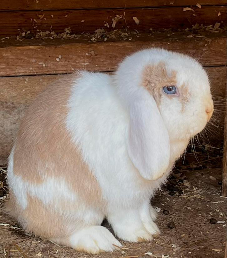 Knappe Minilop voedster blauwoog🩷, Dieren en Toebehoren, Konijnen, Dwerg, Vrouwelijk