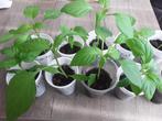 Biologische punt paprika plantjes moestuinplantjes stekjes, Halfschaduw, Zomer, Ophalen, Groenteplanten