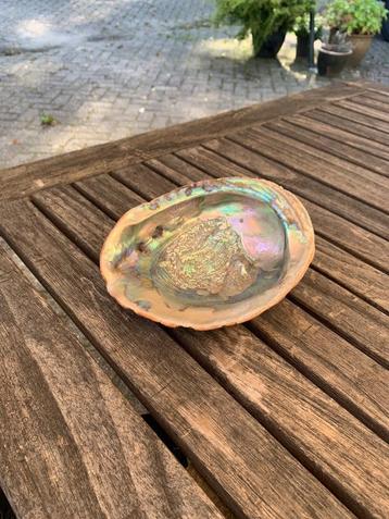Abalone schelp beschikbaar voor biedingen