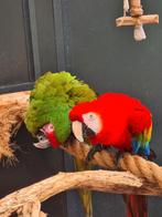 Ara koppel, Meerdere dieren, Papegaai, Geringd