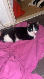 Beautyful Kittens , kleine kittens , kat , kleine cat, Dieren en Toebehoren, Katten en Kittens | Overige Katten