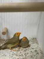 Oranjekop binsenastrilde, Dieren en Toebehoren, Meerdere dieren, Tropenvogel, Geringd