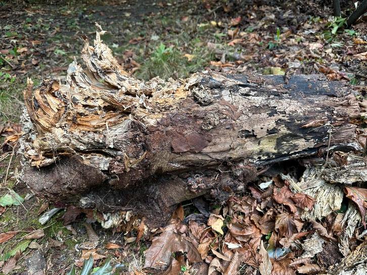 Vermolmde boomstammen -epoxy project, Antiek en Kunst, Kunst | Beelden en Houtsnijwerken, Ophalen