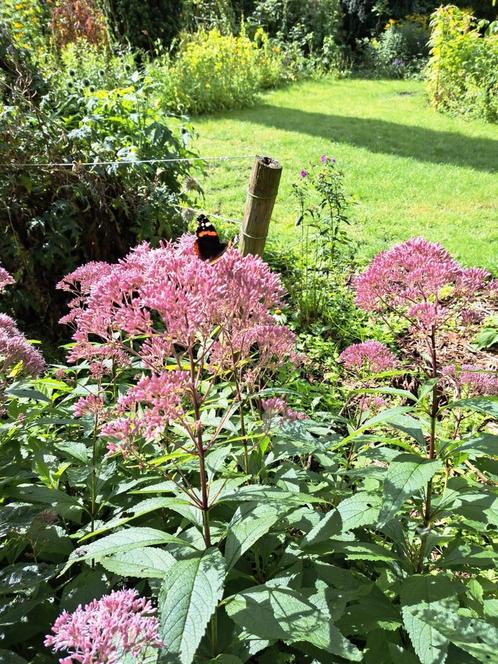 Zaden vlinderplant Eupatorium purpureum, Tuin en Terras, Bloembollen en Zaden, Verzenden