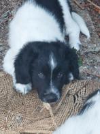 Prachtige Friese Stabij pup, Dieren en Toebehoren, Reu, 8 tot 15 weken, Eén hond, Middel