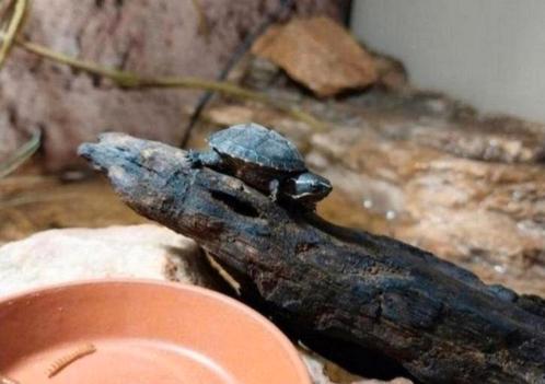 Muskus schildpadjes, Dieren en Toebehoren, Reptielen en Amfibieën, Schildpad, 0 tot 2 jaar