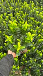 Euonymus green spire haagplanten, borderplanten, Tuin en Terras, Ophalen of Verzenden, Minder dan 100 cm