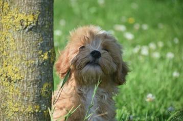Maltipoo pups nieuw nestje beschikbaar beschikbaar voor biedingen
