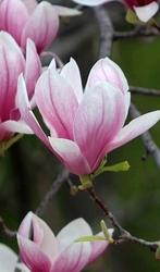 Zaden Magnolia soulangeana, Ophalen of Verzenden, Zaad