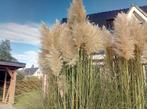 pampas pluimen droogbloemen decoratie, Huis en Inrichting, Ophalen, Nieuw