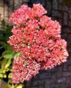 Te koop: pollen Hemelsleutel Sedum Herbstfreude, Zomer, Ophalen, Volle zon