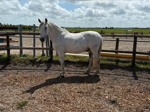 Verzorger/ bijrijder gezocht., Dieren en Toebehoren, Paarden en Pony's | Verzorgingsproducten, Ophalen of Verzenden
