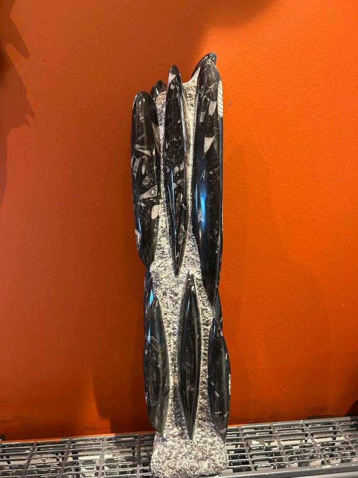 Ortoceras Fossiel Sculptuur 52cm, Antiek en Kunst, Kunst | Beelden en Houtsnijwerken, Ophalen of Verzenden