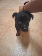 MJM Dogs Foundation: Ron Ron, Dieren en Toebehoren, Honden | Niet-rashonden, Particulier, Rabiës (hondsdolheid), 15 weken tot 1 jaar