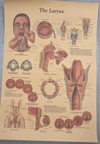 Anatomische poster, Antiek en Kunst, Antiek | Schoolplaten, Natuur en Biologie, Ophalen of Verzenden