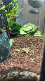 Helena slakken, Dieren en Toebehoren, Vissen | Aquariumvissen, Slak of Weekdier