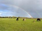 Kleinschalige Pensionstal in Natuurgebied, Dieren en Toebehoren, Stalling en Weidegang, Weidegang, 1 paard of pony
