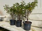 Portugese laurier/Prunus Lucitanica LAATSTE STUKS €2,-, Haag, Minder dan 100 cm, Laurier, Ophalen