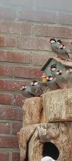 Rijstvogels, Dieren en Toebehoren, Meerdere dieren