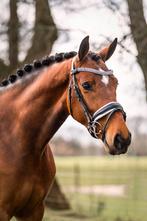 NIEUW Wit onderlegd Hoofdstel - Matte afwerking, Dieren en Toebehoren, Dressuur, Bitsnbridles.eu@outlook.com, Nieuw, Tijnjeweg 37
