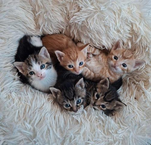 Lieve speelse kittens, Dieren en Toebehoren, Katten en Kittens | Overige Katten, Kortharig, Meerdere dieren, 0 tot 2 jaar