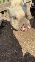 Mini varken, Dieren en Toebehoren, Mannelijk, Varken, 0 tot 2 jaar