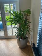 Capi bloempot 46x54 + yucca planten. 175cm hoog, Huis en Inrichting, Ophalen, Overige soorten, Minder dan 100 cm
