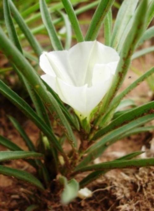 Caudex Ipomea Simplex uit Zuid Afrika. Potmaat 8,5 cm., Huis en Inrichting, Kamerplanten, Overige soorten, Minder dan 100 cm, Bloeiende kamerplant