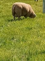 Jonge texelaar swifter rammen, Dieren en Toebehoren, Schapen, Geiten en Varkens, Mannelijk, Schaap