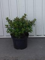 Escallonia Red dream, Ophalen, Zomer, Vaste plant
