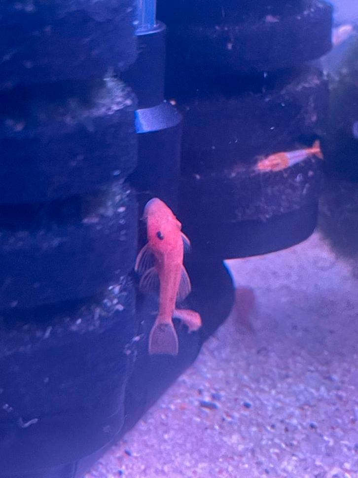 Ancistrus red jonkies, Dieren en Toebehoren, Vissen | Aquariumvissen, Vis