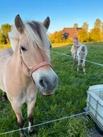 Lease fjord, Dieren en Toebehoren, Merrie